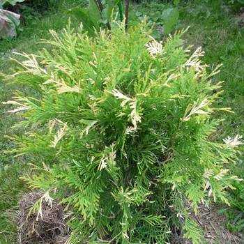 Туя западная ‘Magdalena’ (Thuja occidentalis ‘Magdalena’)